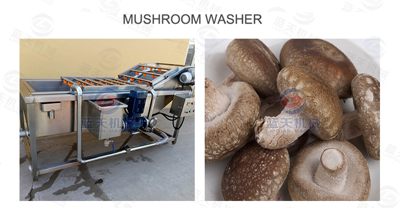 wild mushroom drying machine support equipment