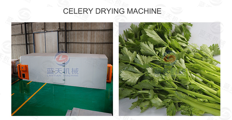 celery drying machine  