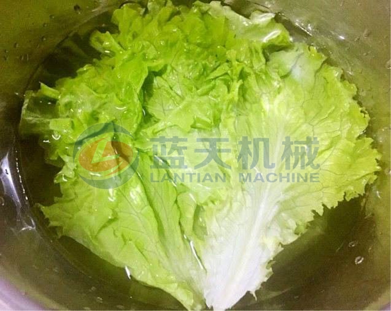 Lettuce can be washed by our lettuce washer after harvesting,and washing machine lettuce washer have good effect and easy to operate