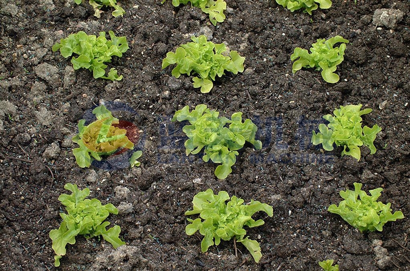 Lettuce can be washed by our lettuce washer after harvesting,and washing machine lettuce washer have good effect and easy to operate