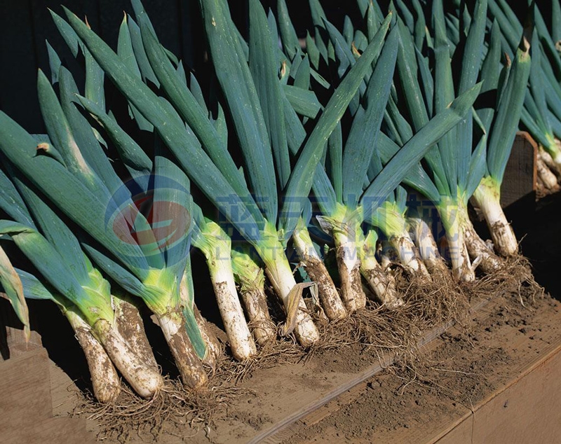 Leek washer machine have high washing efficiency