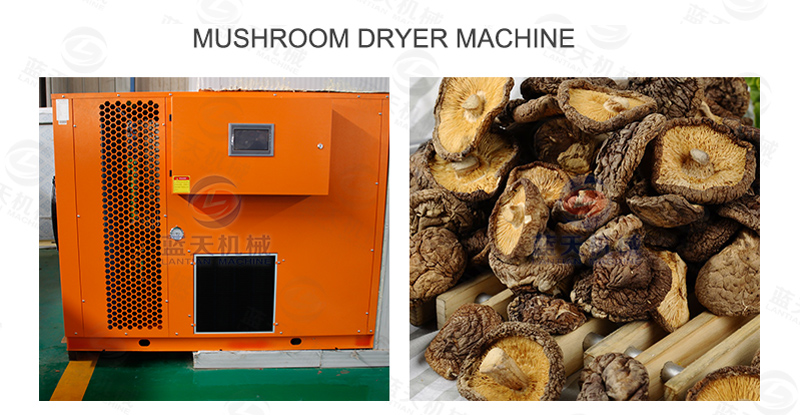 Mushroom dryer machines