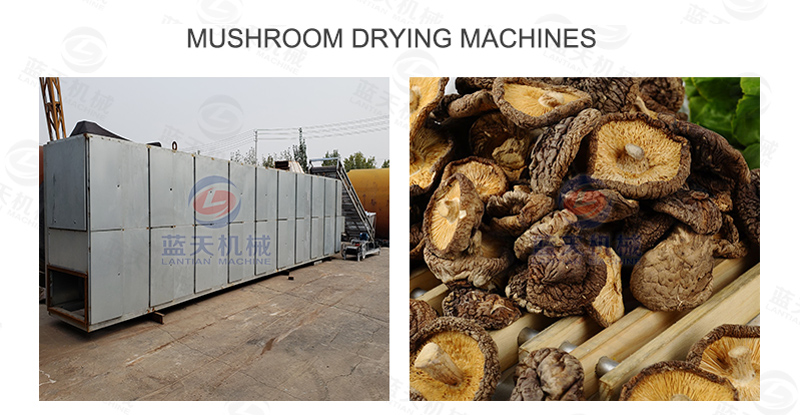 Mushroom drying machines