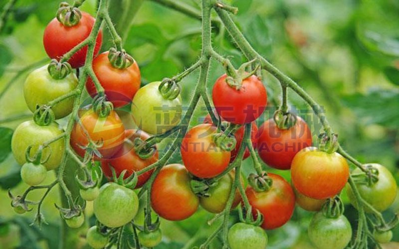 Our cherry tomato washer will not damage cherry tomatoes and has a good washing effect.