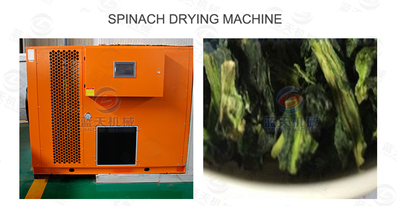 Spinach drying machine