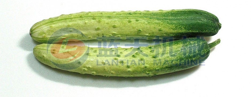 Our cucumber washer is good in performance and good in washing effect