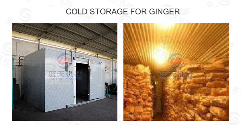 Cold storage for ginger 