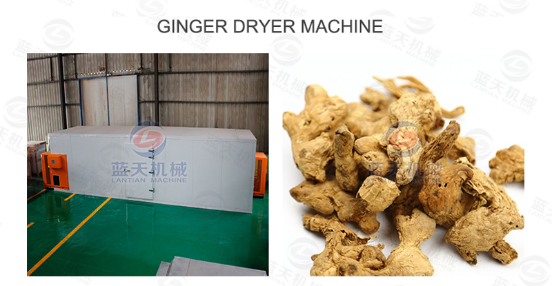 Ginger dryer machine