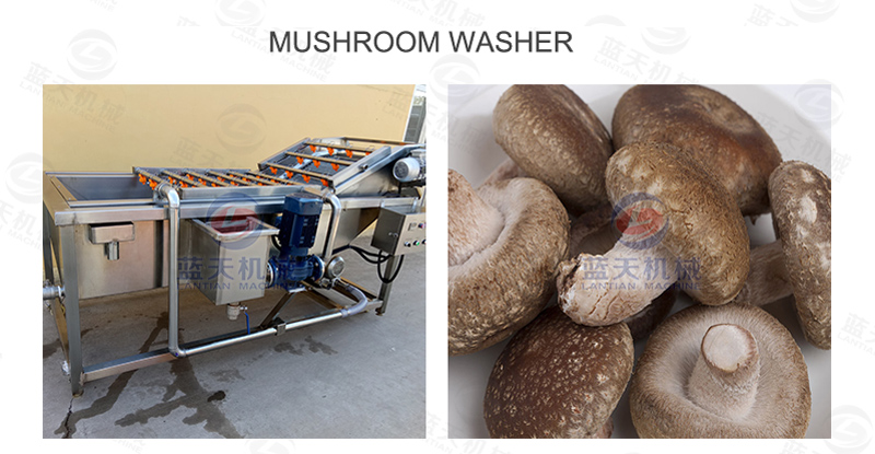 Mushroom washer