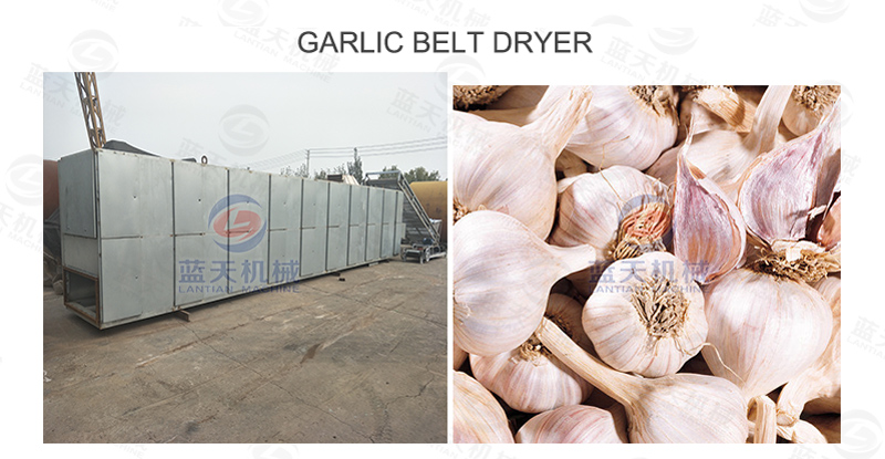 Garlic belt dryer