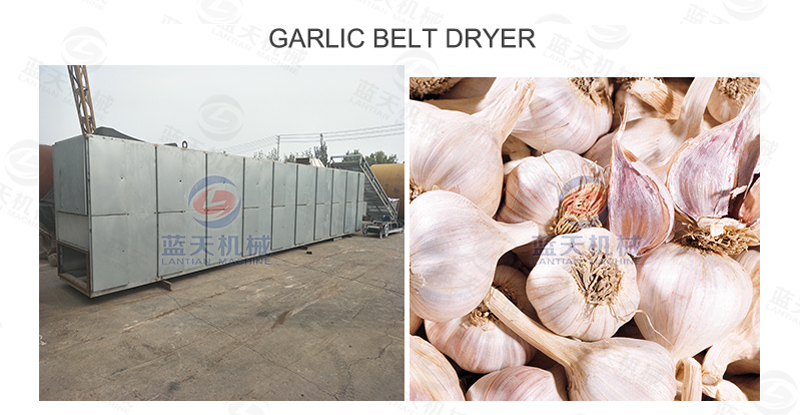 Garlic belt dryer