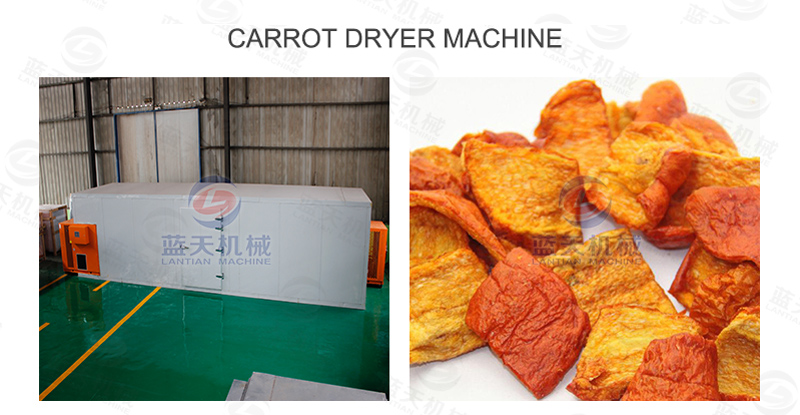 Carrot dryer machine