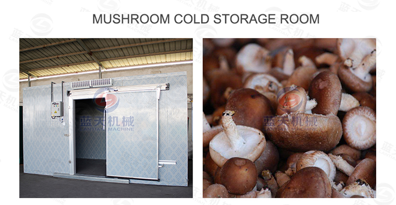 mushroom cold storage room