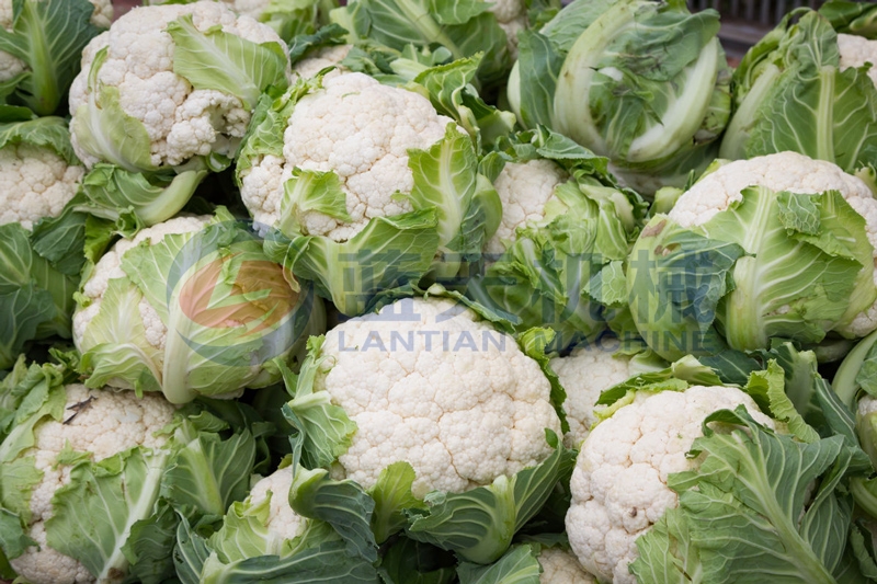 Cauliflowers after drying by our cauliflowers dryer nutrients and edible value keep well