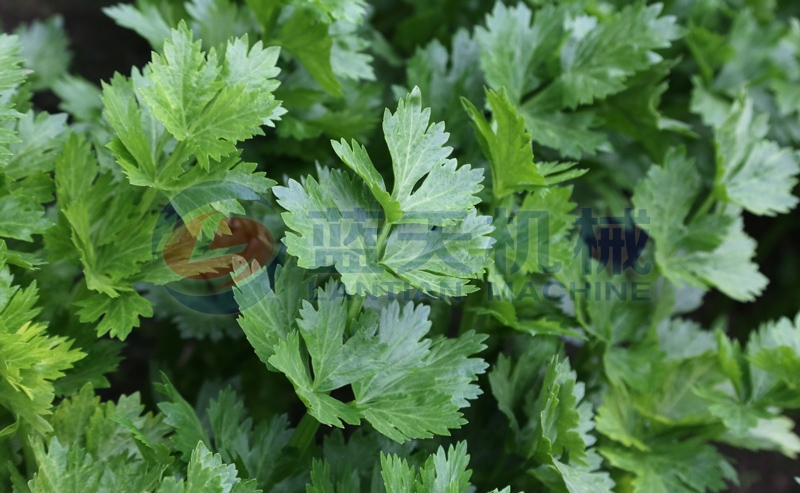 After drying,our celery drying machine can preserve the nutrients