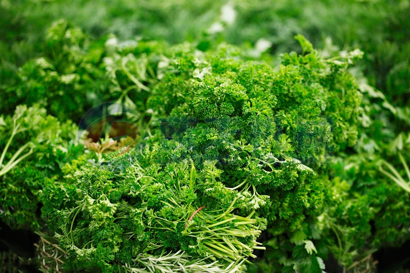 Our parsley drying machine does not damage the original value after drying
