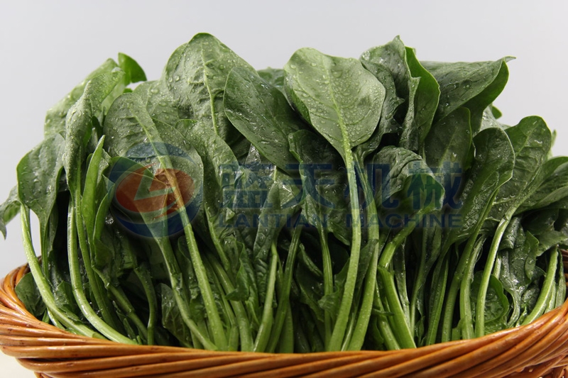 Our spinach drying machine can keep edible value well