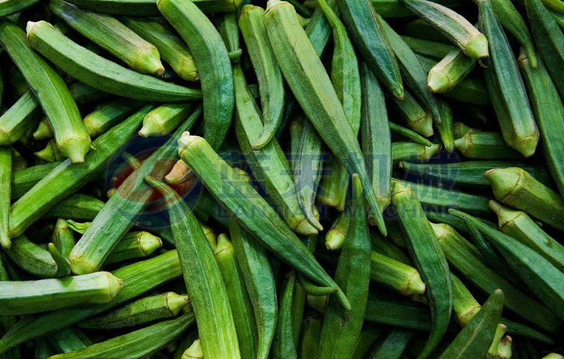 After drying by our okra drying machine,nutritional and edible value keeps well.