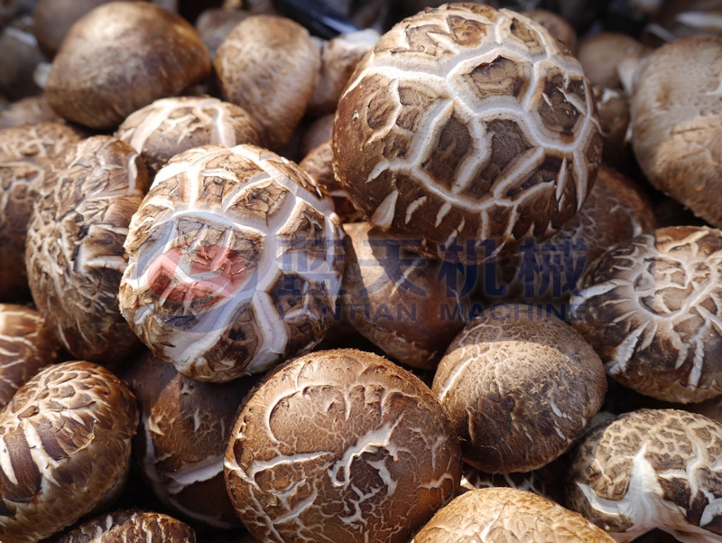 Our mushroom drying machines keeps mushrooms edibles value and nutrition well