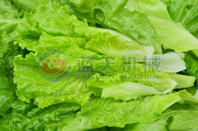 Our lettuce drying machine keeps edible value well