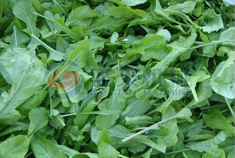 After drying by arugula dryer machine, the nutritional value will not be lost.