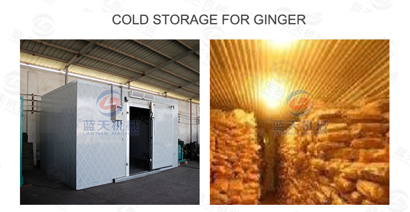 Ginger cold storage